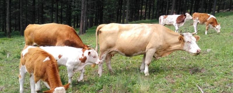 买狗买猪无称心打一正确生肖