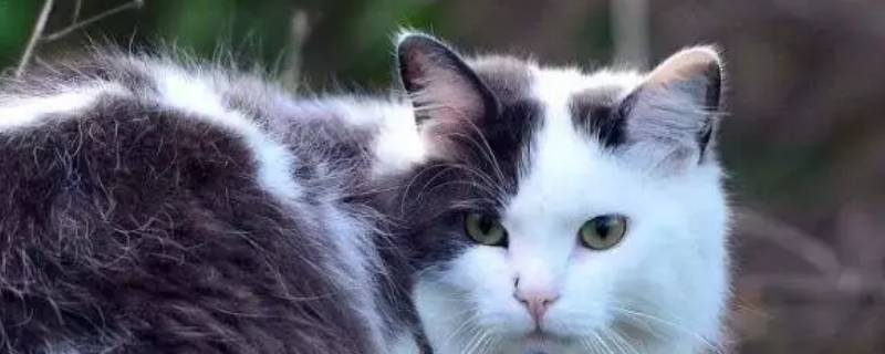 小猫三角形的耳朵像什么一样竖着