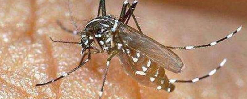 为什么会有蚊子