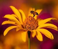 可以快速有效减肥的方法