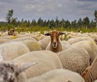 为什么绕城移动念佛是一种外道邪法？